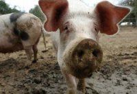 Влияние влажности кормов в рационах свиней на количество навоза