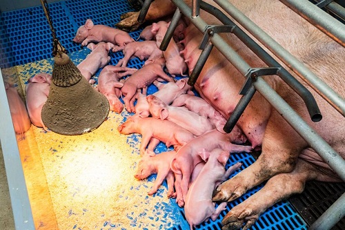 Добавки TSFP повышают продуктивность свиней и свиноматки