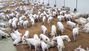 Рост фьючерсов на убойных свиней