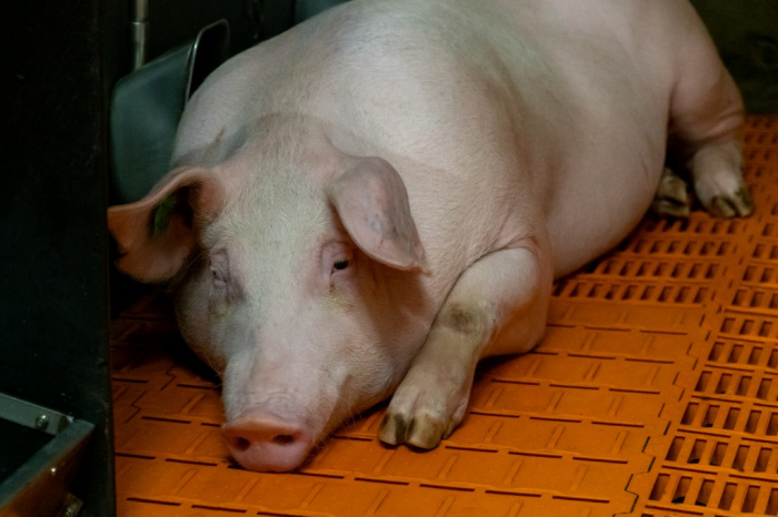Использование пищевых волокон для улучшения усвоения азота у беременных свиноматок