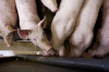 Жидкая сыворотка положительно влияет на микробиоту фекалий свиней