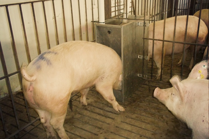 До какого веса выгодно откармливать свиней?