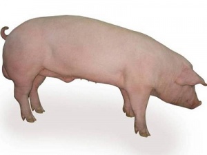 Цены на убойных свиней набирают обороты