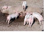 Влияние метеорологических условий на сезонный спад плодовитости свиней