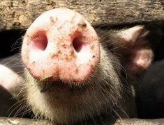 Органическая форма микроэлементов в кормлении молодняка свиней
