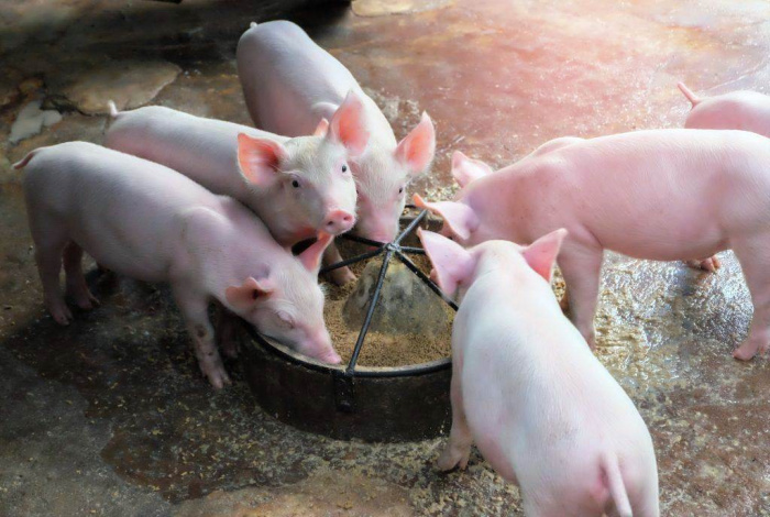 Зонирование планировании и организации помещений для свиней