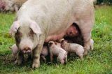 Проблемы селекции и гибридизации свиней ч.2
