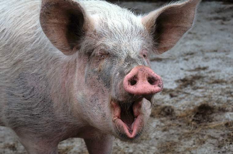 Стресс свиней поддается слуховому восприятию