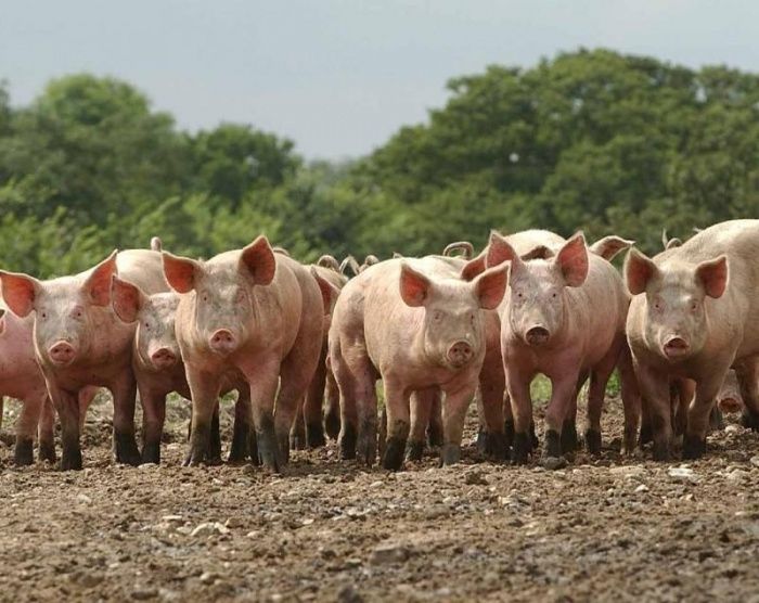 Значение визуальной оценки в выращивании свиней