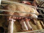 Здоровье свиноматки — залог эффективности свиноводства