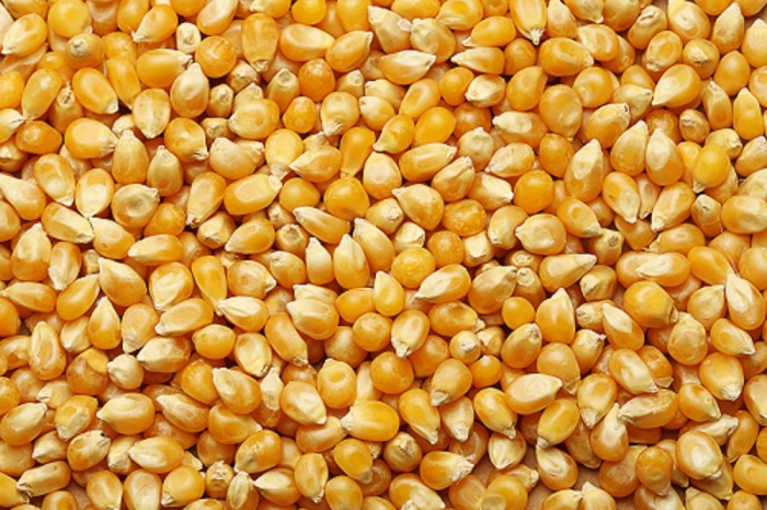 Как гранулирование, так и уменьшение размера частиц кукурузы увеличивают чистую энергию и усво...
