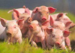 Современные проблемы интенсивного ведения свиноводства.