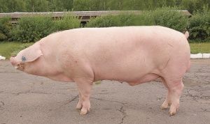 Полтавская мясная порода свиней - генетический потенциал производительности