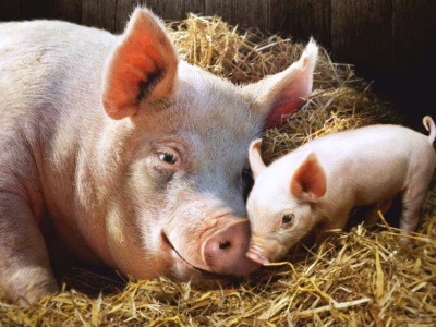 Доксилокс для лечения и метафилактики послеродовых осложнений свиней