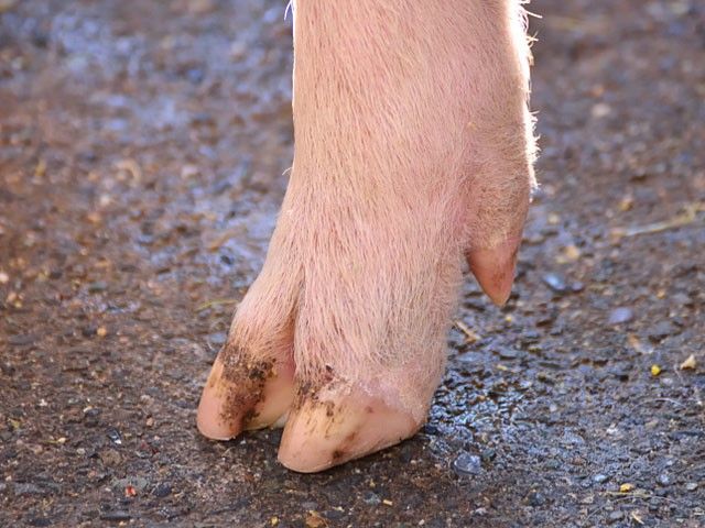 Переросшие копытца и проблемы ног у свиноматок