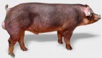 Эффективность мясного откорма свиней