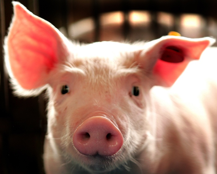 Инфракрасные детекторы, надежные для мониторинга активности свиней