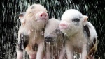 За изобретение душа для свиней немецкий фермер получил 10 000 евро