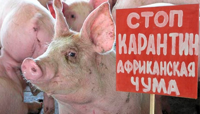 Африканскую чуму свиней выявили в Ковернинском округе Нижегородской области