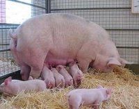 Повышение производительности свиноматок (OPTIPIG)