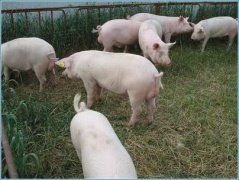 Берширы и наследственный потенциал отечественных пород свиней, выведенных с их участием