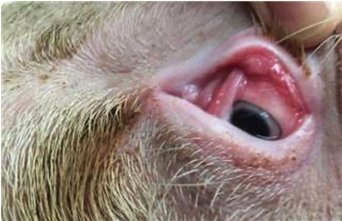 Конъюнктивит у свиней