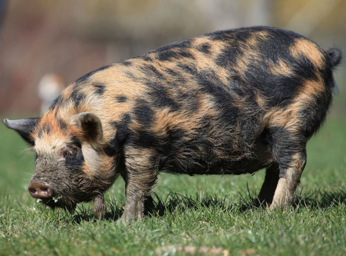 История одомашнивания свиней