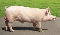 Технологические методы повышения убойных качеств свиней различных генотипов
