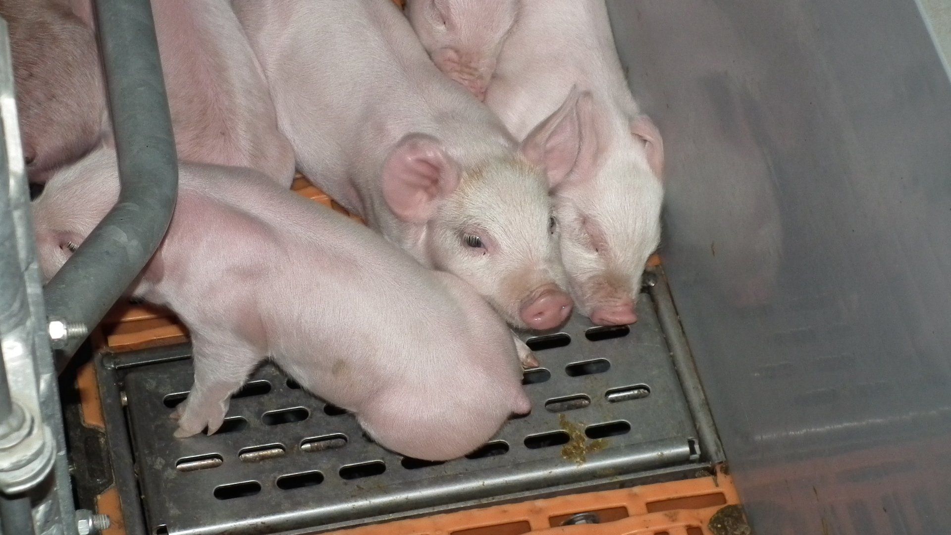 День прибытия свиней на ферму (часть 2)