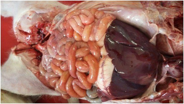 Клостридиозы свиней: Clostridium perfringensтипа A