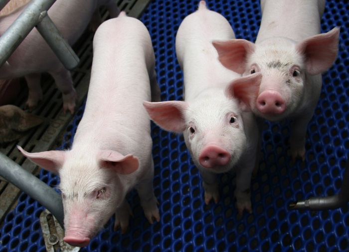 Новые цели разведения свиней для снижения смертности