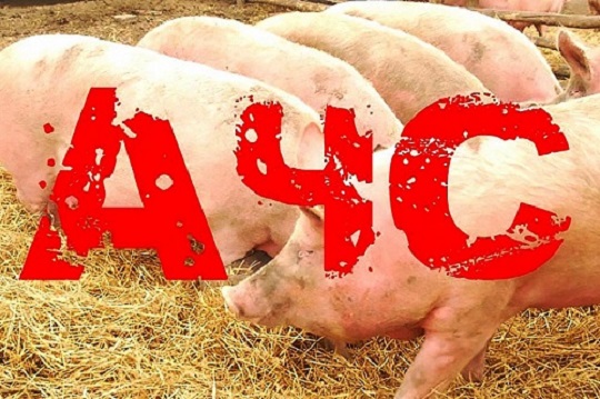 В течение скольких дней фекалии свиней, инфицированных вирусом АЧС, остаются заразными при температуре 4ºC?