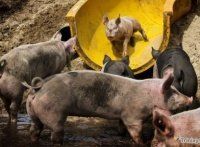 Риск возникновения сальмонеллеза на коммерческих свинофермах