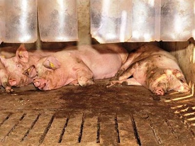 Можно ли использовать поведение свиньи для выявления язв желудка?