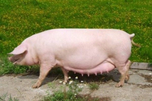 Супоросные свиньи и ремонтные свинки