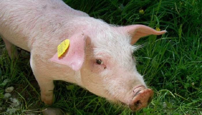 Генно-модифицированные свиньи: Революция в свиноводстве