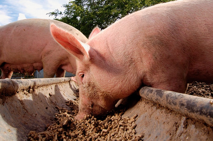 Фитаза свиньям: почему без нее больше нельзя обойтись?