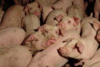 Как избежать теплового стресса у свиней