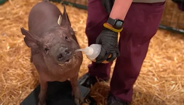 Илон Маск показал свинью с имплантированным в мозг чипом Neuralink