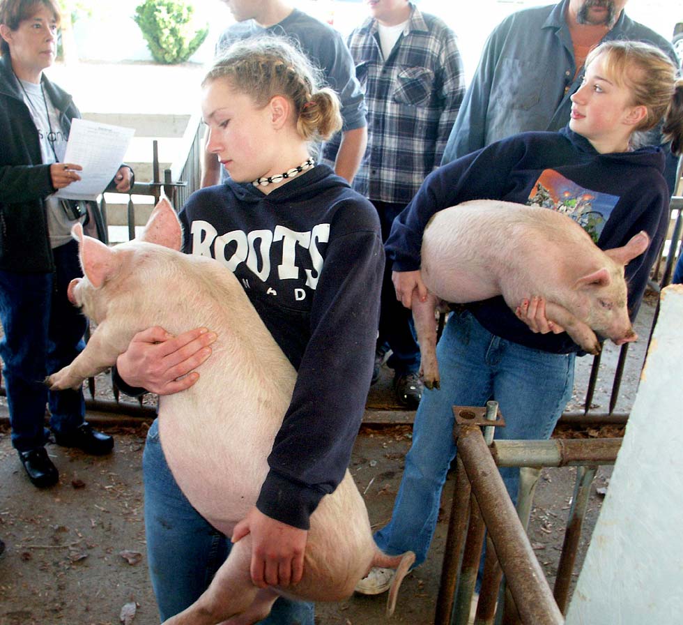 День прибытия свиней на ферму