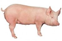 Вес убойных свиней продолжает удивлять?