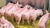 Основные факты программы трехлинейного скрещивания свиноматок