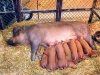 Модификация рациона и её последствия для свиноматок
