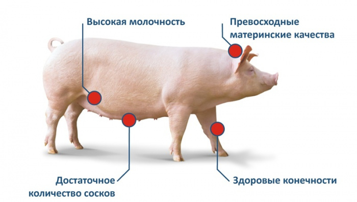 Эффективное свиноводство без лишней работы