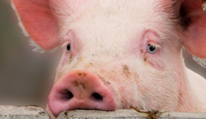 Обзор новостей отрасли свиноводства