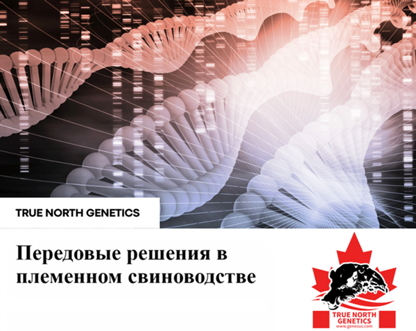 Отсутствие ГМО в генетике Genesus