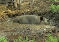 Забота о комфорте свиней: почему им важно иметь достаточно места и доступ к чистой воде