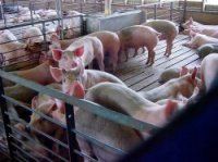 Санитарные правила, соблюдаемые при строительстве свинокомплексов