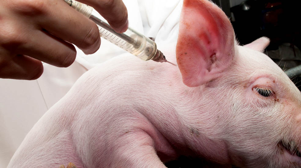 Как долго вирус эпидемической диареи свиней (PED) может сохраняться в пластиковых или металлических материалах при 4ºC?