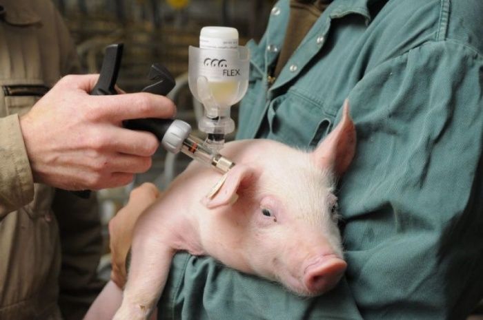 Инфекционная нагрузка и резистентность к болезням у свиней